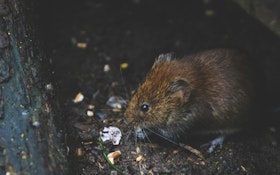 Prevent Animals from Invading Through Toilets